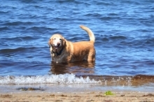 犬の気持ち