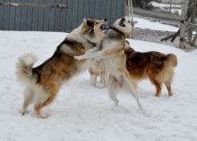 犬の気持ち